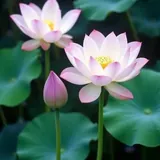 Featured image of post 【彼岸花开】修五念门行成就，毕竟得生安乐国！（一）