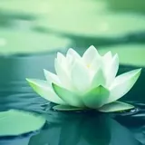 Featured image of post 【戒香普熏】修行十种戒行，成就无上菩提！