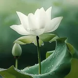 Featured image of post 【菩提愿海】《华严经》：初发菩提之心，功德几何？