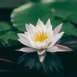 Featured image of post 【菩提愿海】《华严经》：菩萨摩诃萨有十种发菩提心因缘！