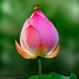 Featured image of post 【戒香普熏】《大乘离文字普光明藏经》：守护此法，即能持戒！