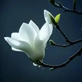 Featured image of post 【戒香普熏】《大方等大集经》：菩萨成就八法  ，能护净戒！