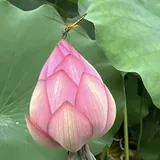 Featured image of post 【祖师开示】憨山大师：学道人须具五种心！