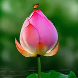 Featured image of post 【般若明灯】法藏法师：护持三宝，以敬僧为根本！