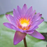 Featured image of post 【彼岸花开】莲池大师：福慧二俱修，世出世第一！