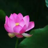 Featured image of post 【祖师开示】蕅益大师：如何永脱生死？