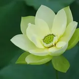 Featured image of post 【人生嘉言】蕅益大师：岂有天生弥勒，自然释迦？