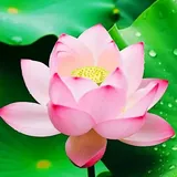 Featured image of post 【人生嘉言】《西方合论》：结交净友（一）