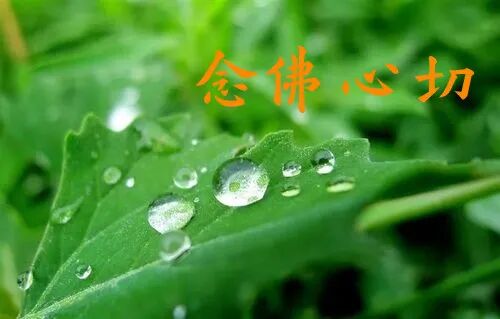 【念佛法语】憨山大师：念佛心不切有六个原因！
