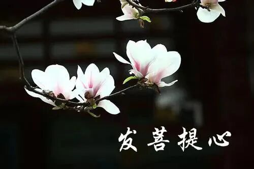 【甘露法语】净界法师：发菩提心，就是超越时空！