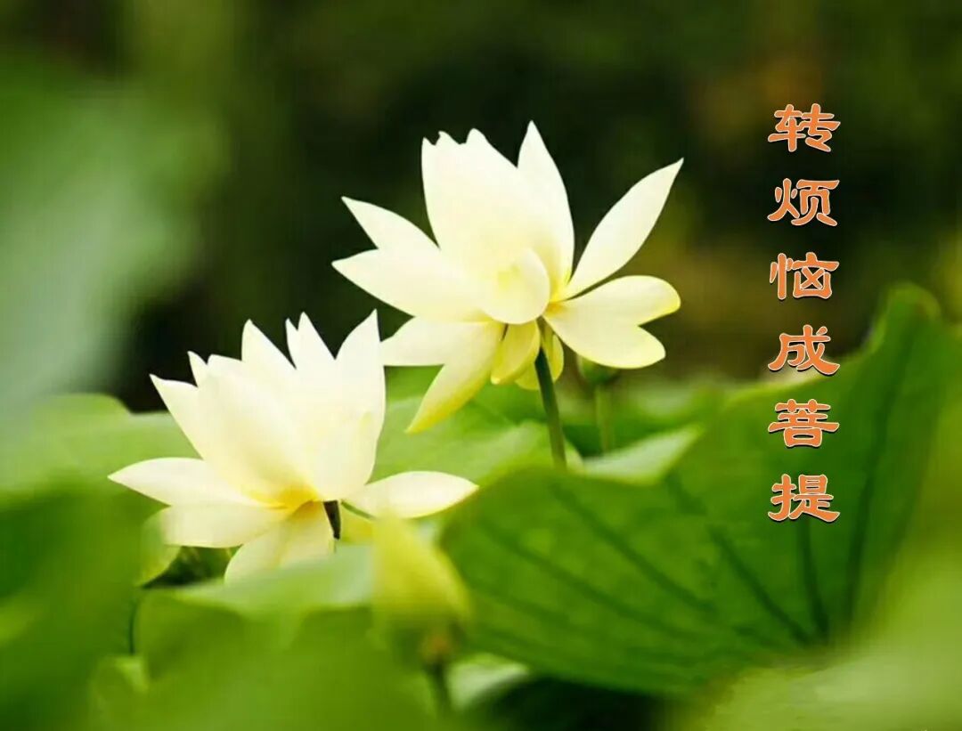 【甘露法语】净界法师：转烦恼成菩提！