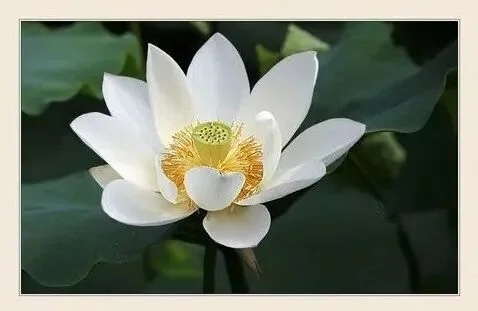 【持戒法语】持净戒者，于诸众中而为第一、最高、最上！