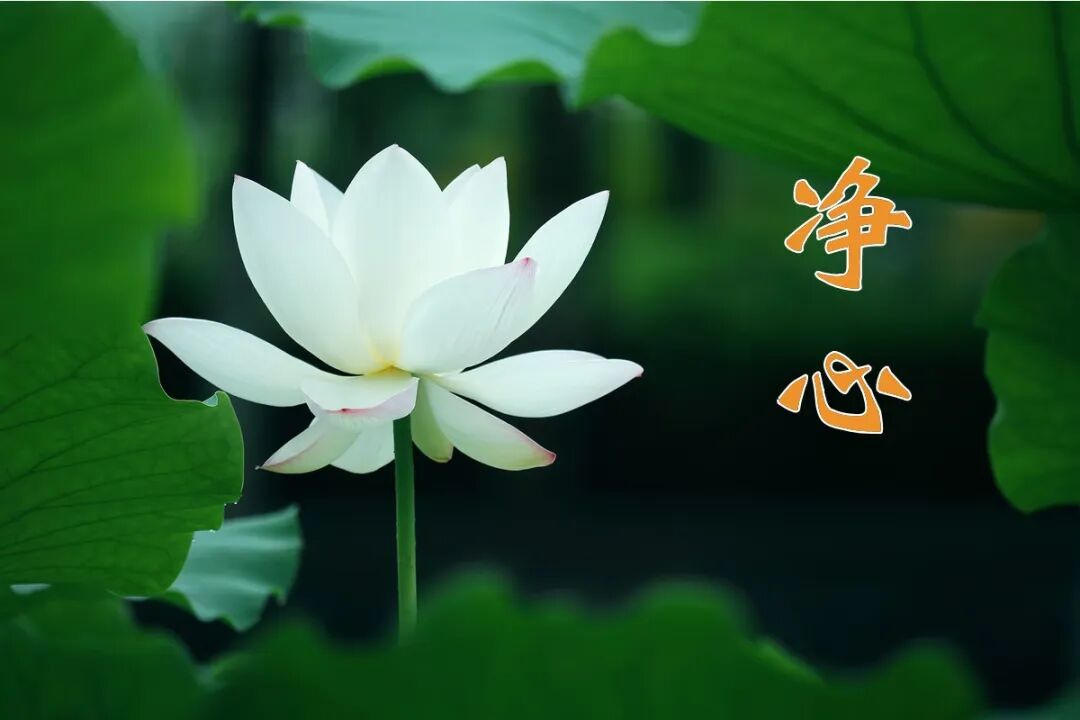 【念佛法语】憨山大师：修行净业，必以净心为本！