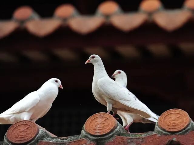 【学佛行仪之敬法篇】 白鸽听经，转世成高僧！