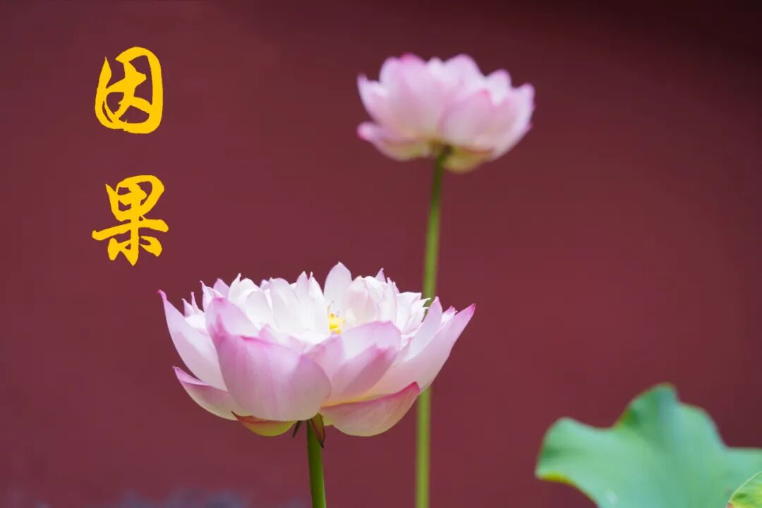 【佛经故事】不会遗失任何物品的妇女（一）