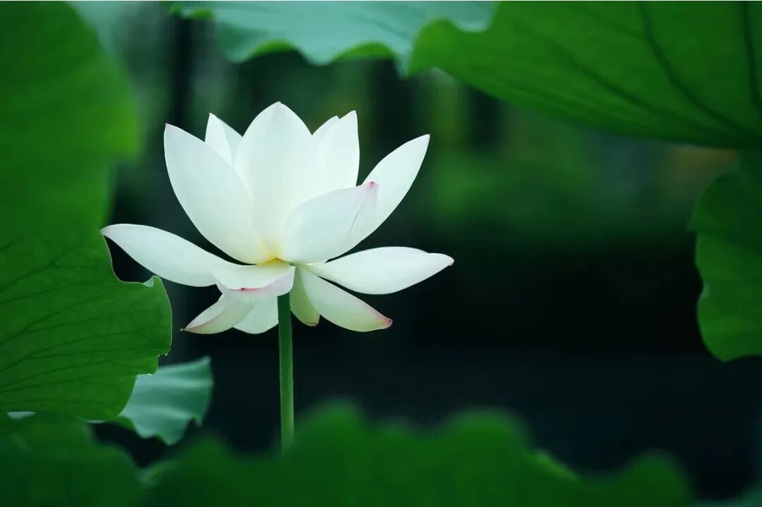 【彼岸花开】 吾人生死关头，惟二种力！