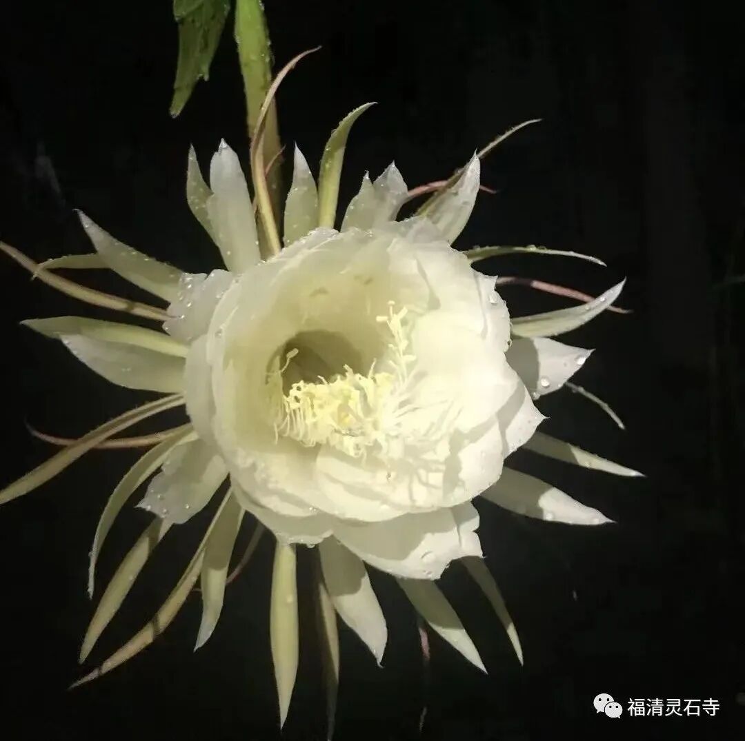【般若明灯】净界法师：唯一的机会就是今生！