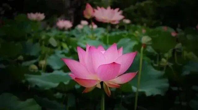 【般若明灯】法藏法师：何为积极而正确之决心？