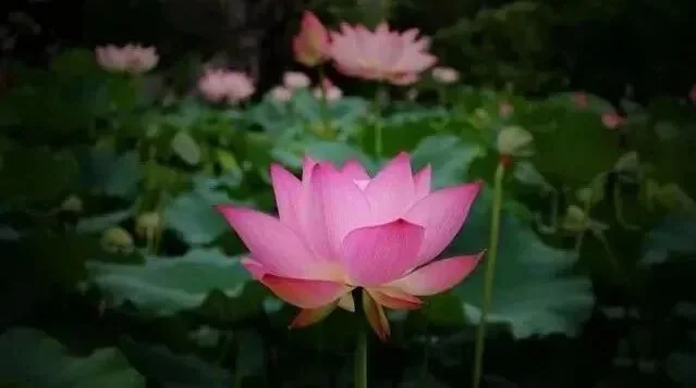 【般若明灯】法藏法师：何为积极而正确之决心？