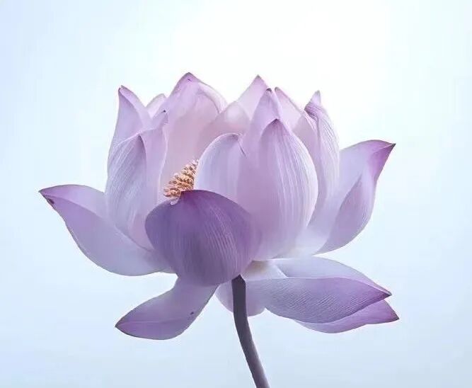 【戒香普熏】《 大智度论》：持戒清净，所愿皆得！