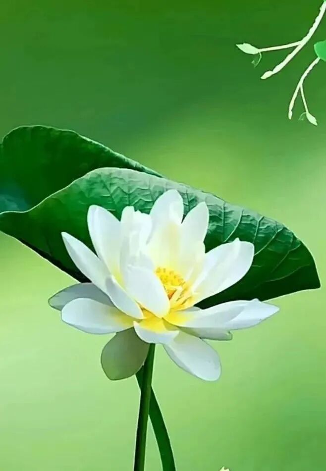 【戒香普熏】《 大宝积经》：持戒得四种​广胜处法（一）