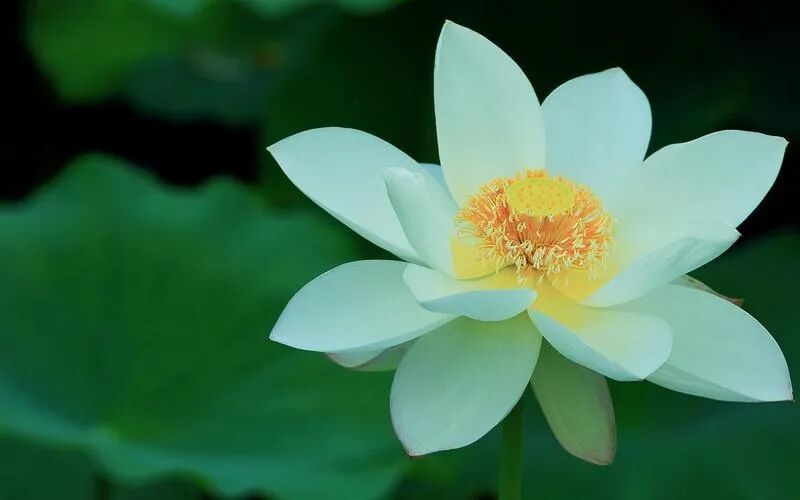 【戒香普熏】《 大宝积经》：菩萨行清净戒时，具有十种极重深心！