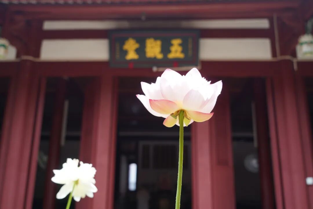 【菩提愿海】《优婆塞经》：发菩提心，有哪些事？