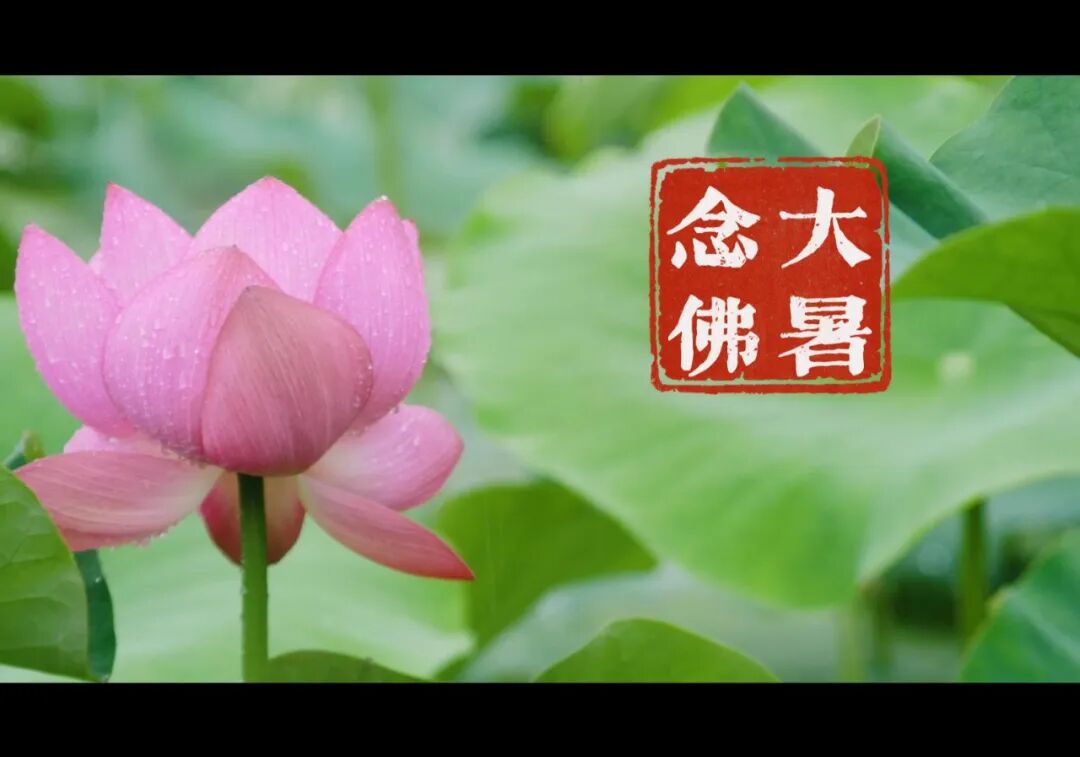 【彼岸花开】大暑流金似火攻，毫无暖气到心中！