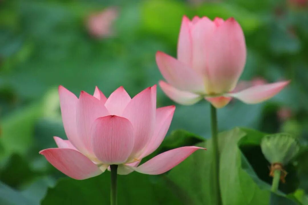【般若明灯】法藏法师：内在的觉性