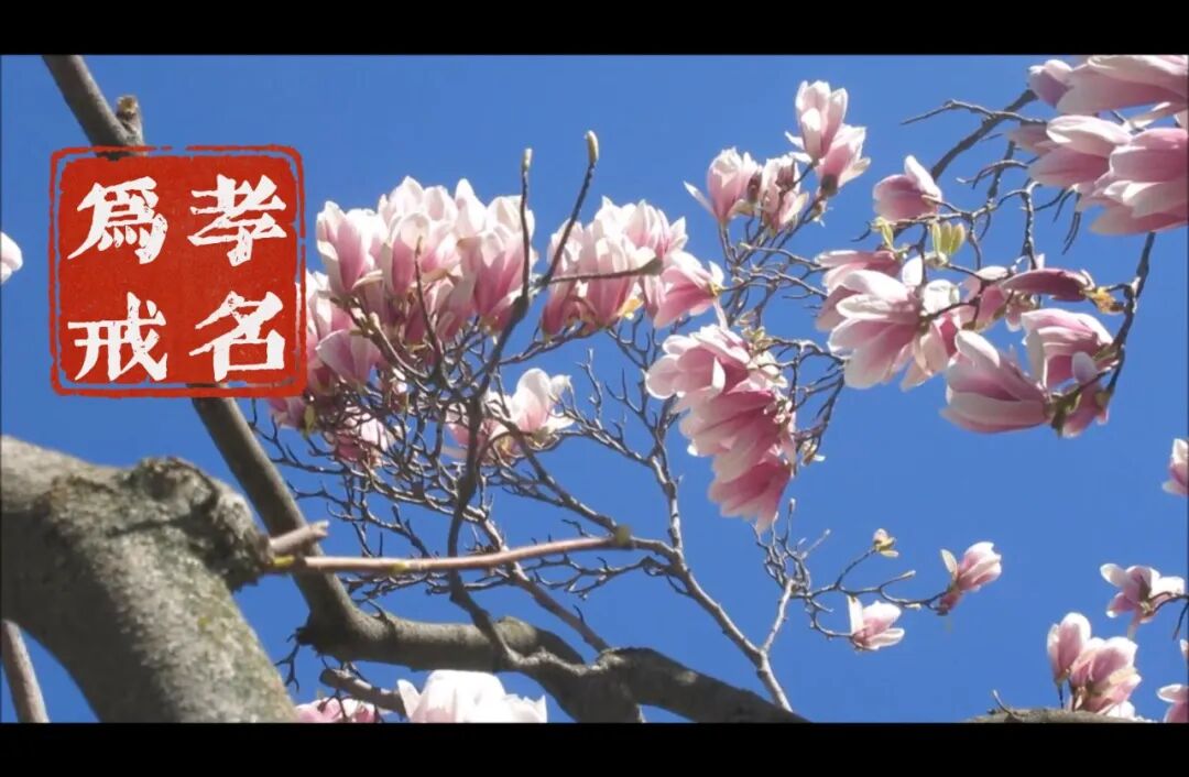 【孝亲报恩专题法语之五】为什么说“孝名为戒”？