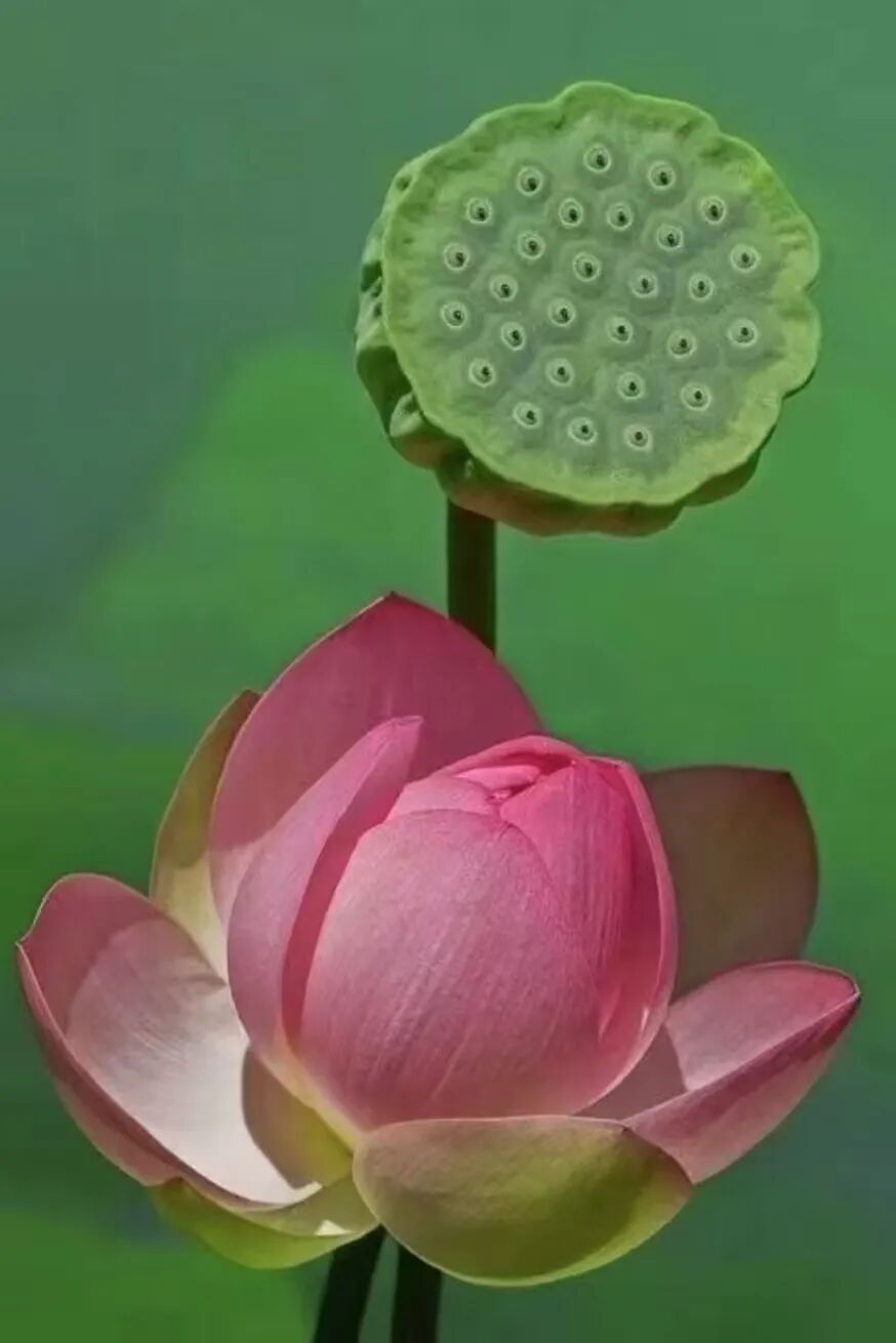 【戒香普熏】《 大宝积经》：五戒即是五大施！