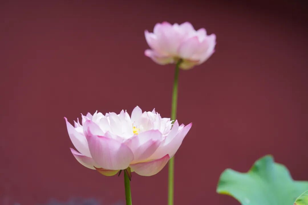 【彼岸花开】印光大师：为什么说信愿念佛法门是药王中之药王？