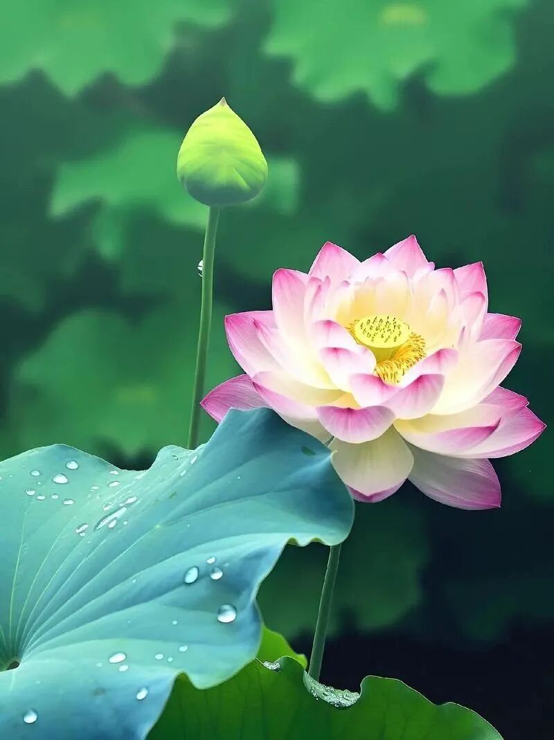 【佛经故事】人生真正的快乐！