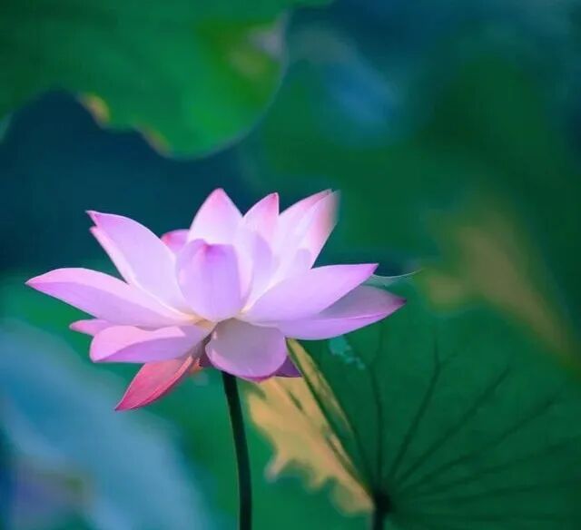 【戒香普熏】《 戒香经》：唯有戒香而最上！