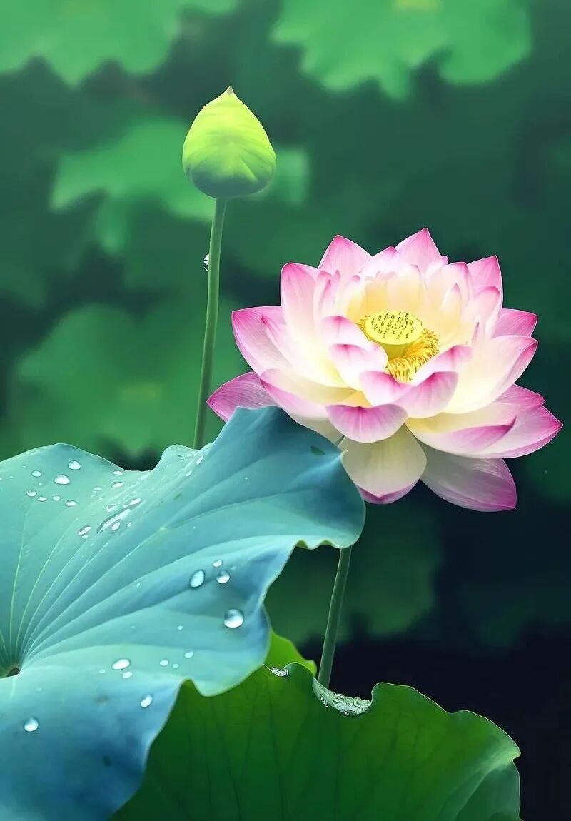 【彼岸花开】印光大师：​此间发心念佛，西方七宝池中就生一朵莲花吗