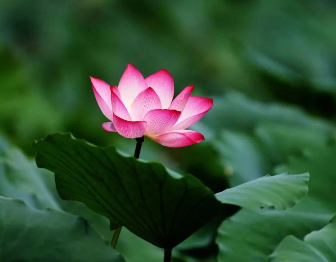 【般若明灯】法藏法师：修行在当前