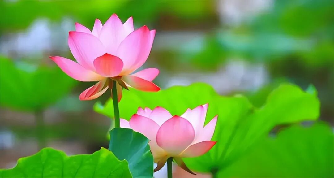 【彼岸花开】截流大师：爱桩未拔，障往生法