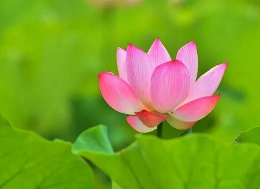 【般若明灯】法藏法师：生活中时时以佛法省察！