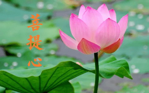 【般若明灯】法藏法师：护教、利生是成就菩提心的两大核心！