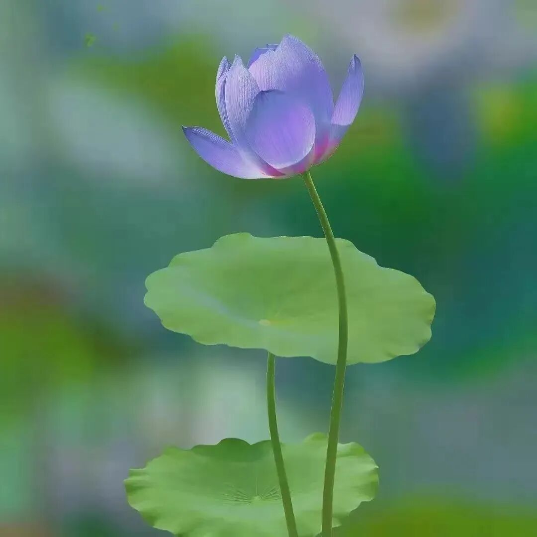 【戒香普熏】持杀生戒，得四种果报！（二）