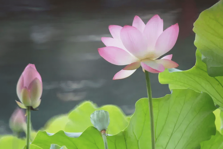【彼岸花开】但得见弥陀，何愁不开悟？