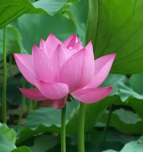 【般若明灯】法藏法师：佛弟子如何学习放下？