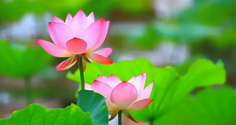 【人生嘉言】《禅林宝训》：道德为立身之本！