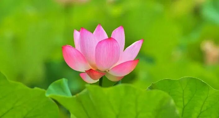 【般若明灯】法藏法师：视苦难烦恼为师！