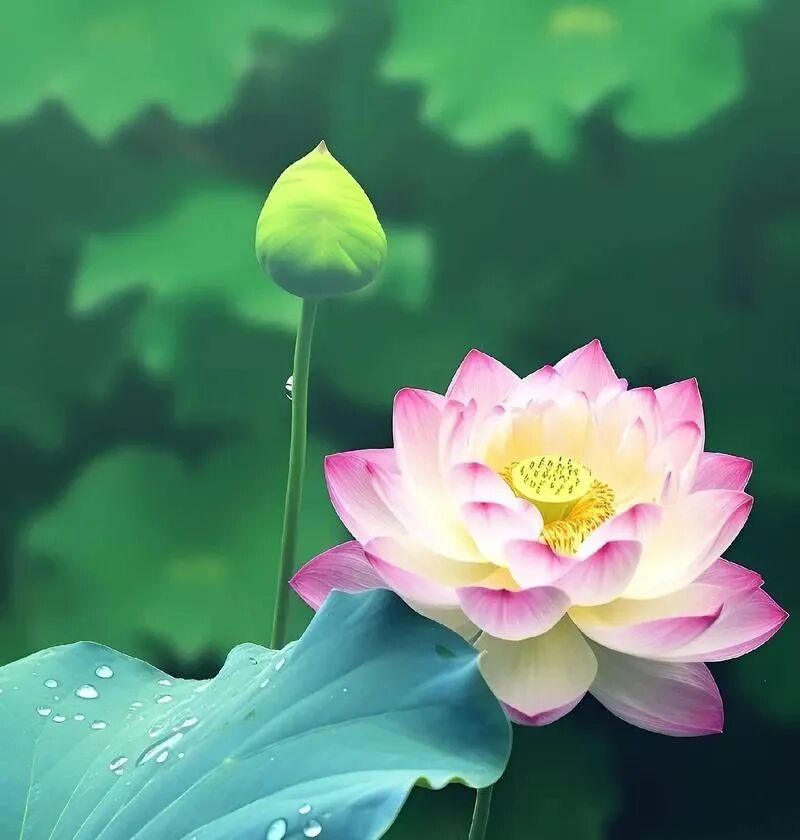 【戒香普熏】 持净戒者，为第一、最高、最上！