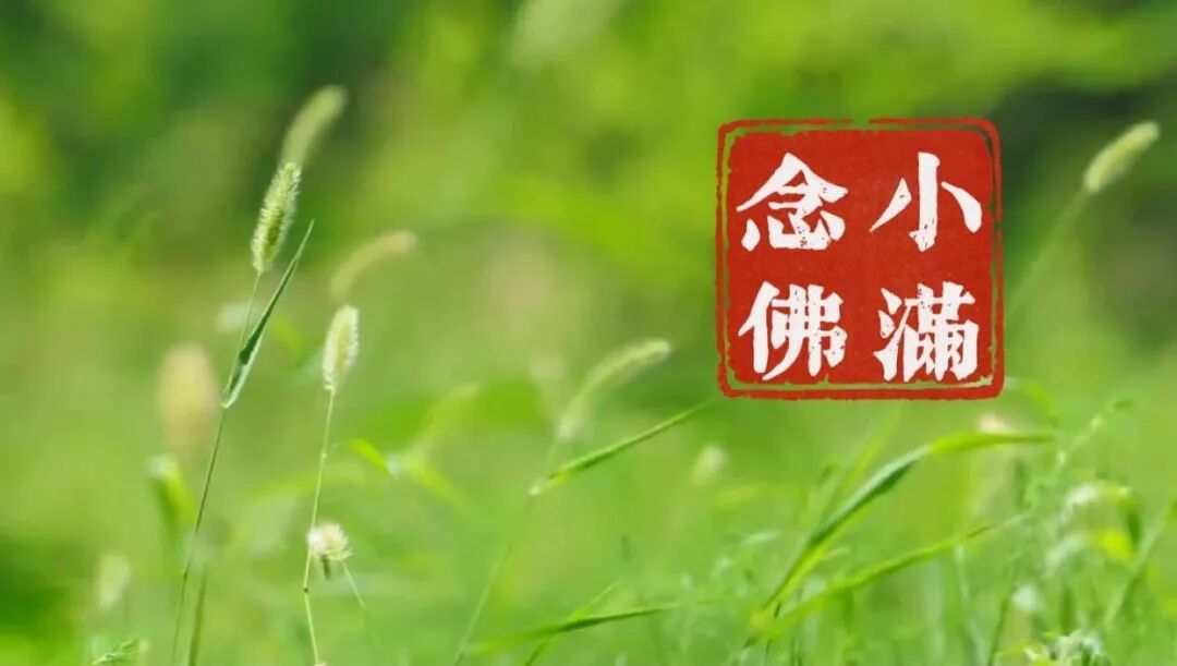 【彼岸花开】小满劝念佛：小满持名意味长，一尘不立最清凉！