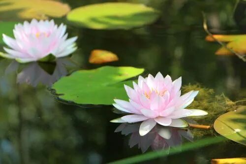 【人生嘉言】蕅益大师：立身行己之道，志欲刚，气欲柔！