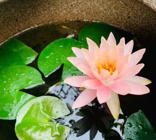 【戒香普熏】 受持六十五种禁戒，功德无尽！（一）