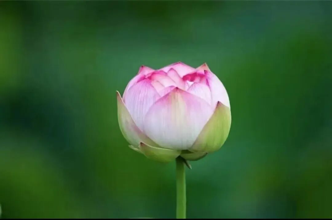 【般若明灯】法藏法师：在红尘中，如何修菩萨行？