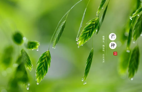 【彼岸花开】芒种劝念佛：娑婆岁岁皆劳力，净土时时最吉祥！